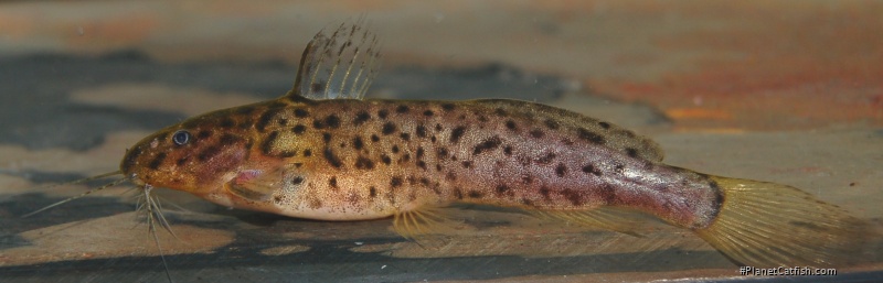 Microsynodontis polli