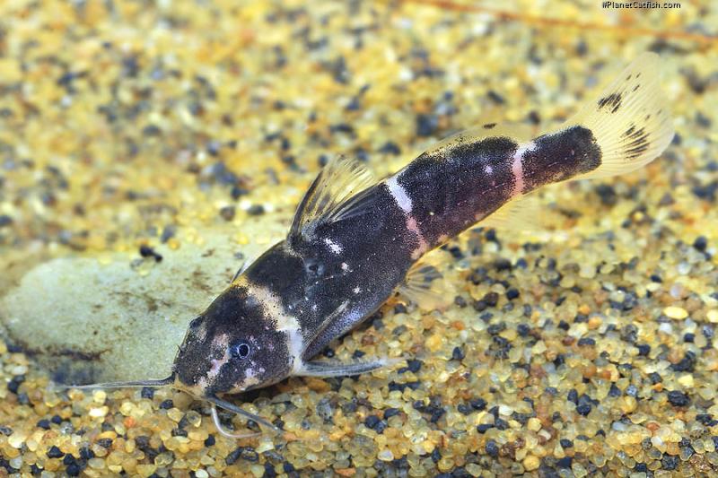 Microsynodontis sp. (1)