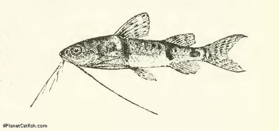 Mochokus brevis