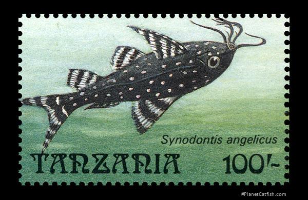 Synodontis angelicus