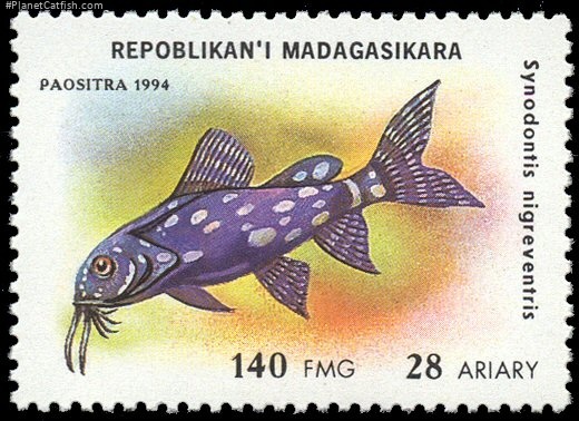 Synodontis angelicus