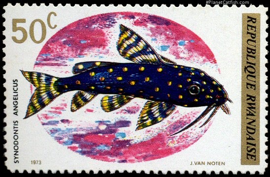 Synodontis angelicus