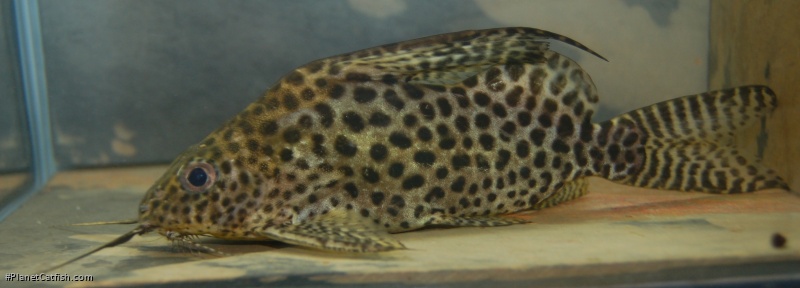 Synodontis ansorgii