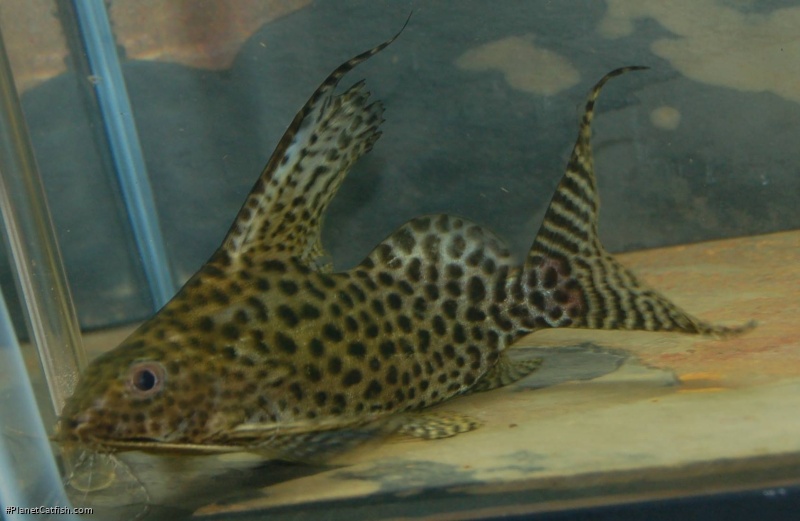 Synodontis ansorgii