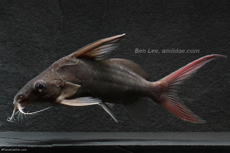 Synodontis clarias