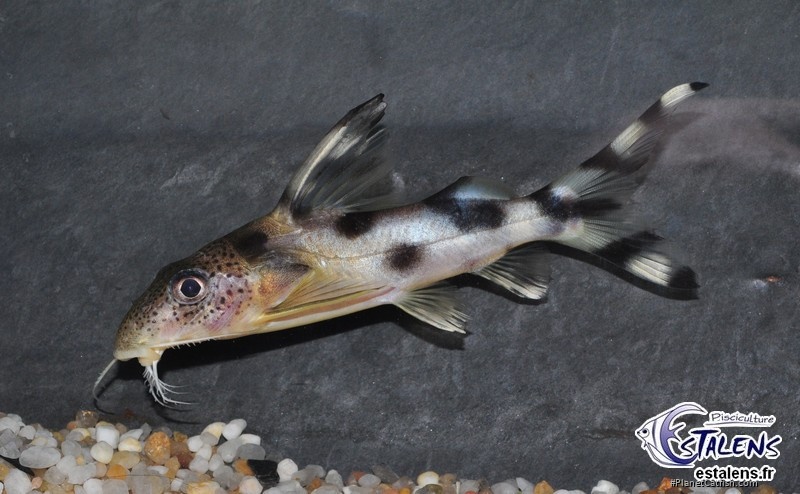 Synodontis decorus