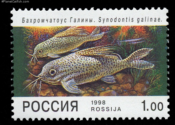 Synodontis eupterus