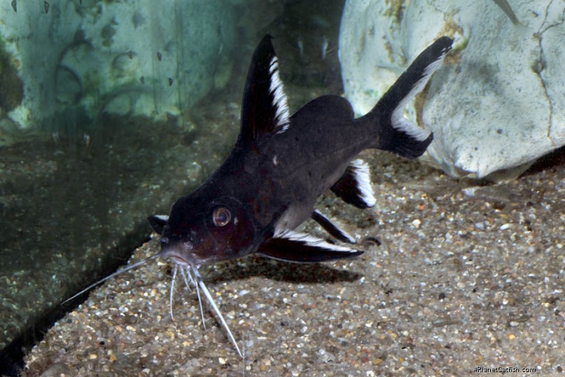 Synodontis granulosus