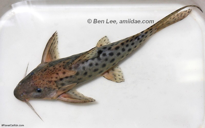 Synodontis longirostris