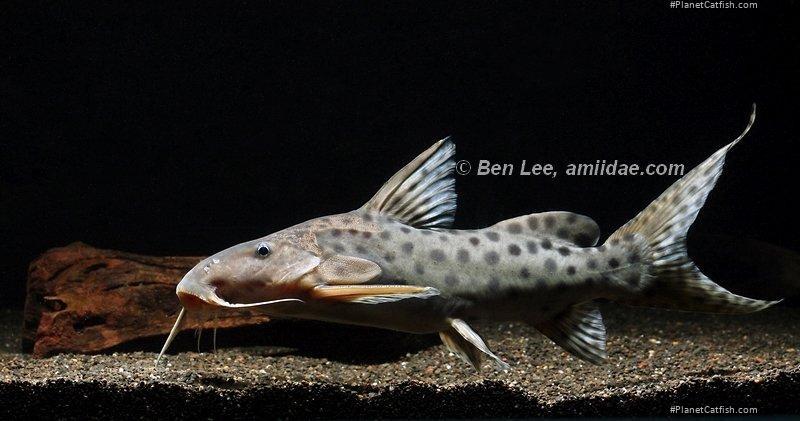 Synodontis longirostris