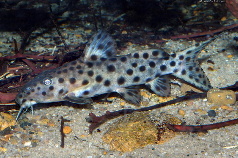 Synodontis longirostris