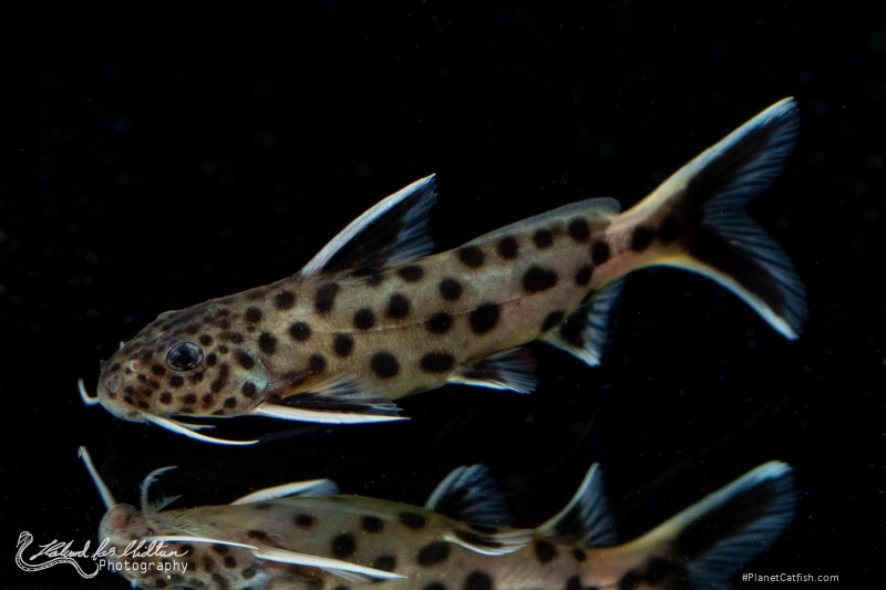 Synodontis lucipinnis