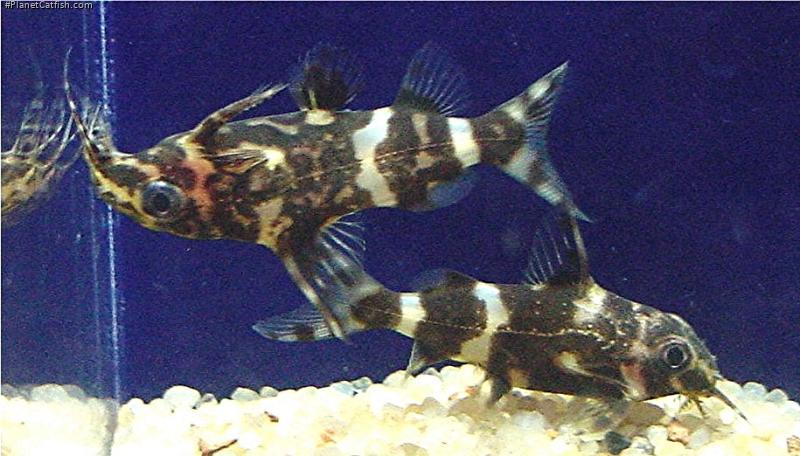 Synodontis nigriventris