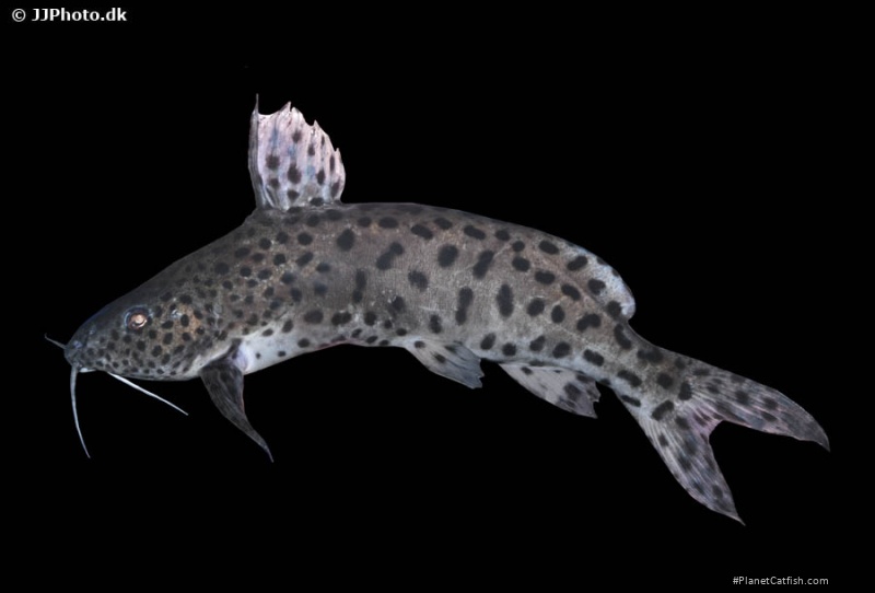 Synodontis njassae