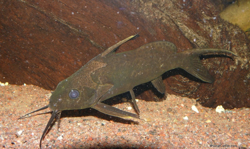 Synodontis obesus