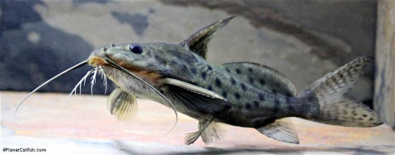 Synodontis ocellifer