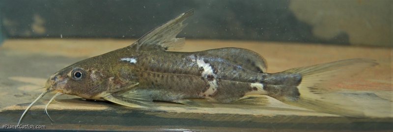 Synodontis orientalis