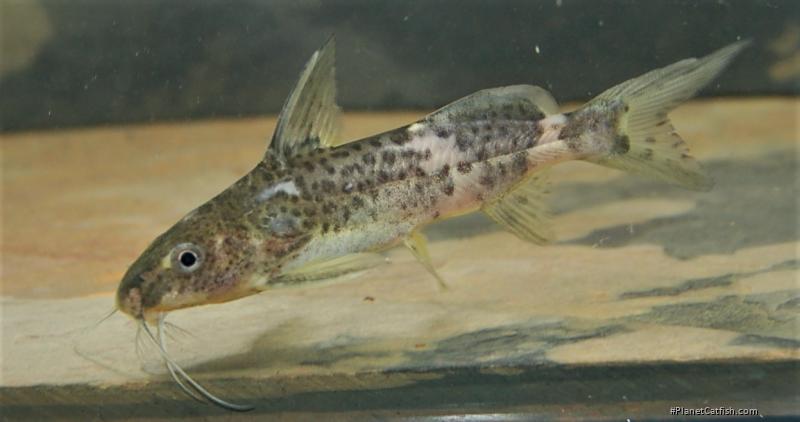 Synodontis orientalis