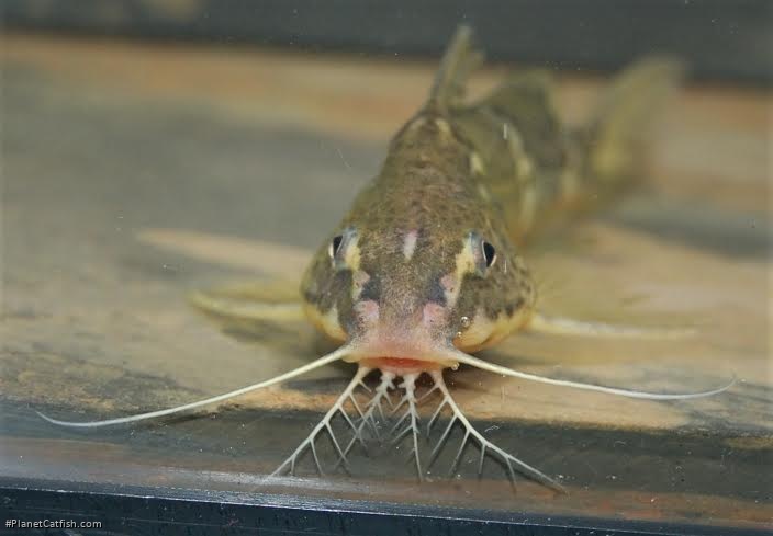 Synodontis orientalis