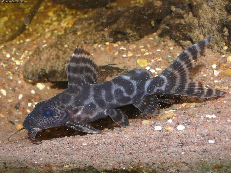 Synodontis ornatipinnis