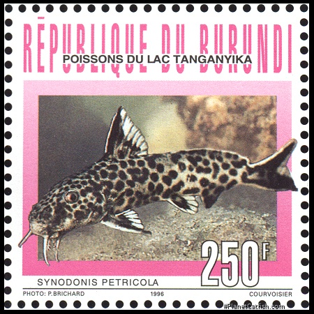 Synodontis petricola