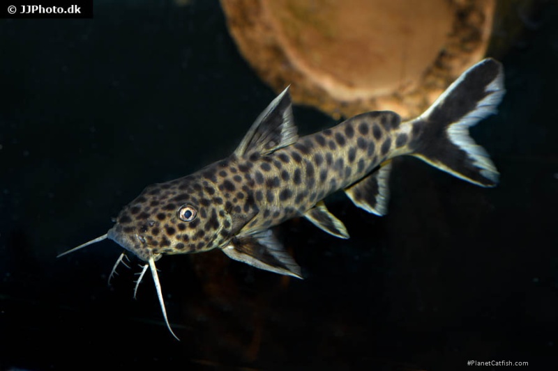 Synodontis petricola