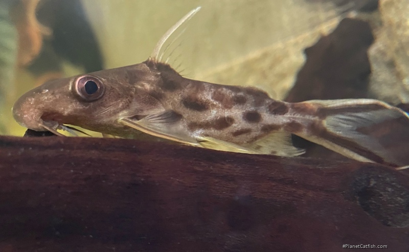 Synodontis pleurops