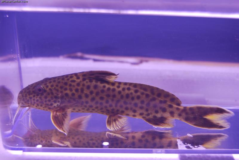 Synodontis polli