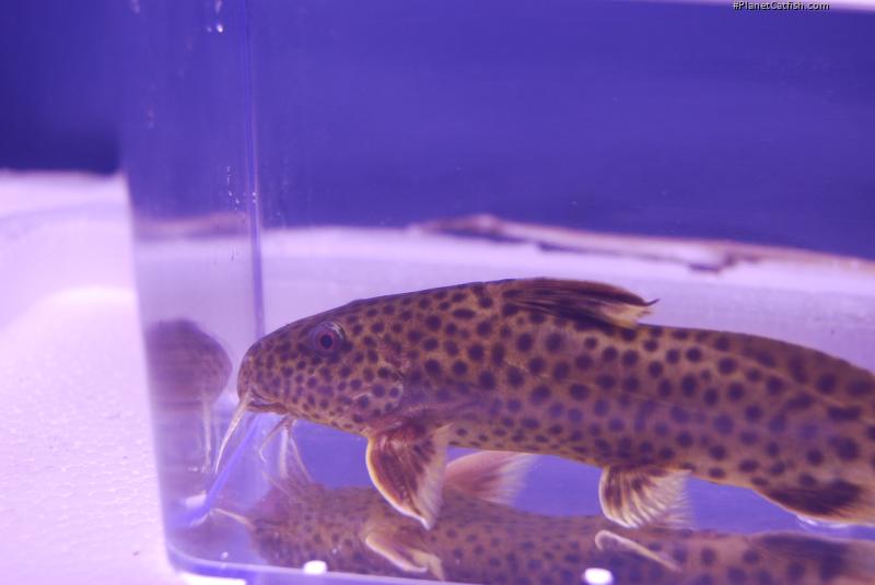 Synodontis polli