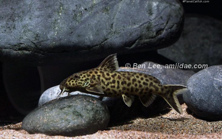 Synodontis polli