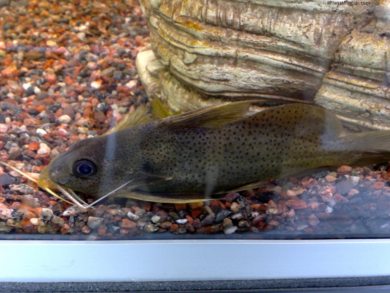 Synodontis punctifer