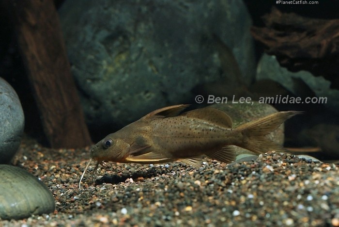 Synodontis schall