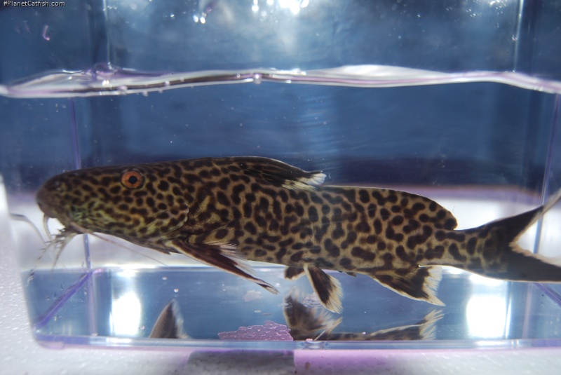 Synodontis sp. `CROCODILE ISLAND`