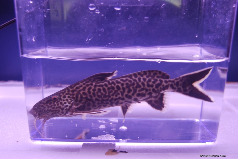 Synodontis sp. `CROCODILE ISLAND`
