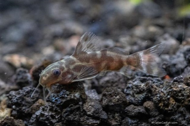 Synodontis sp. hybrid(3)