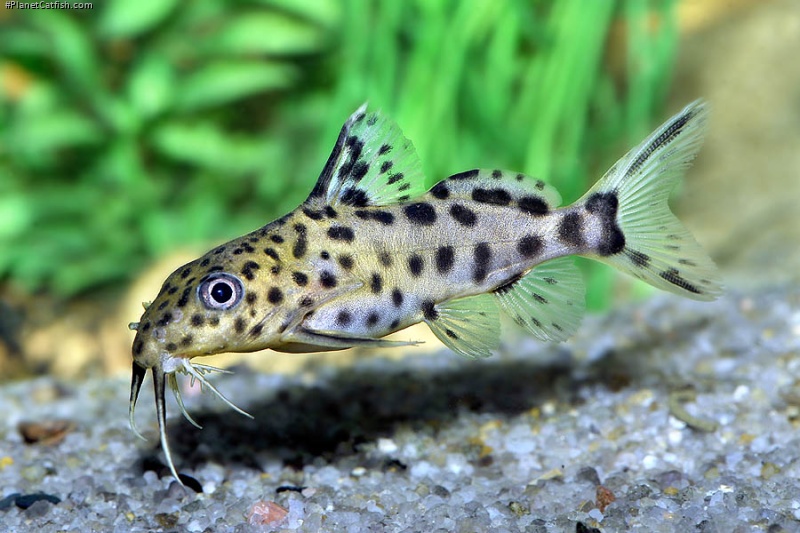 Synodontis sp. hybrid(4)