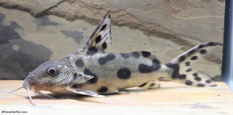 Synodontis sp. hybrid(5)