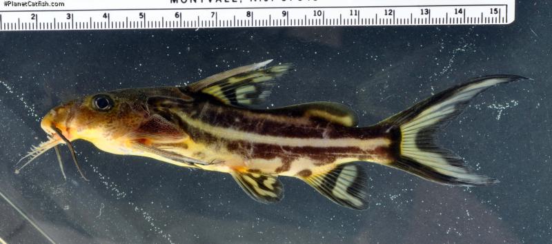 Synodontis tessmanni