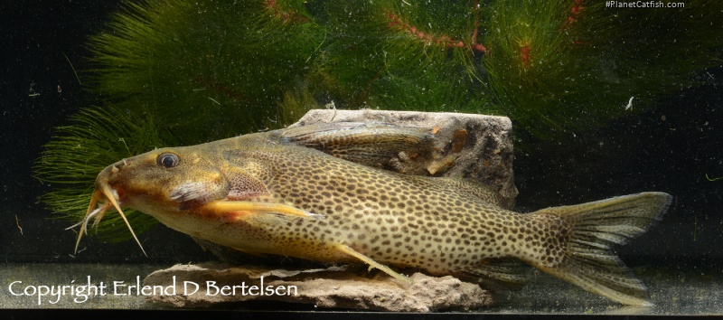 Synodontis vanderwaali