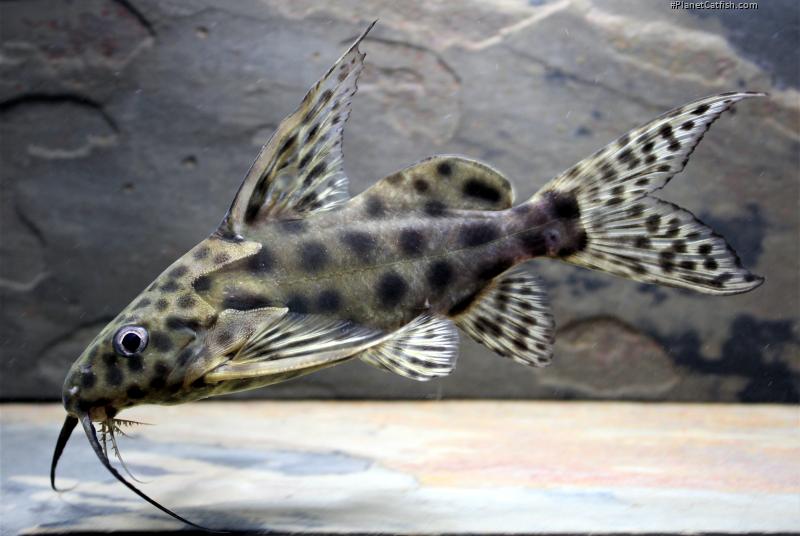 Synodontis velifer