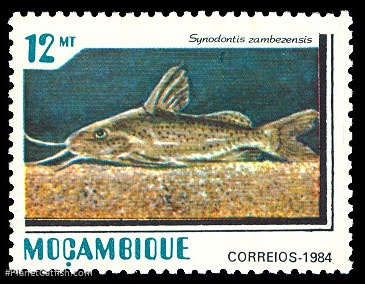 Synodontis zambezensis