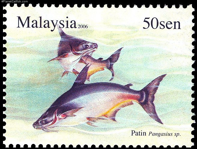 Pangasianodon hypophthalmus