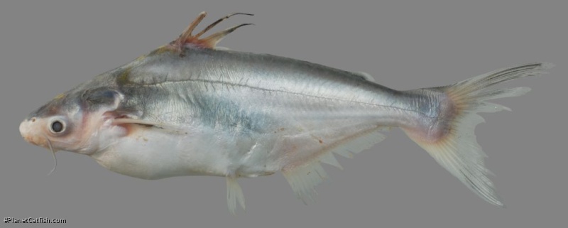 Pangasius bocourti