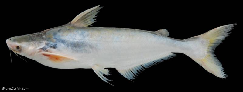 Pangasius conchophilus