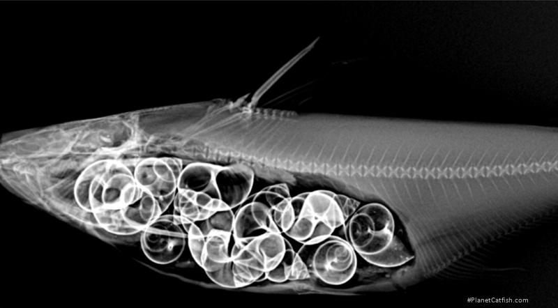 Pangasius icaria