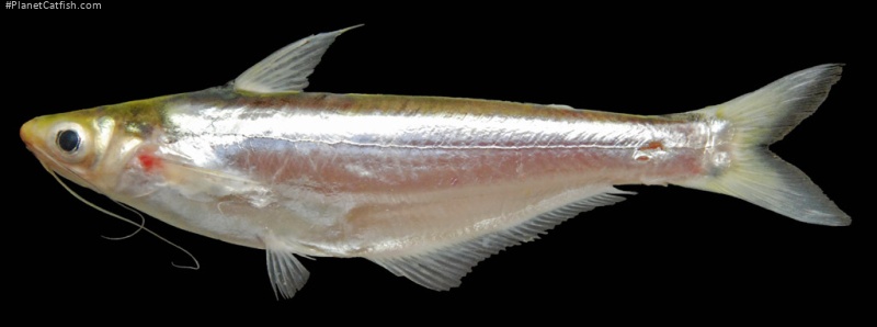 Pangasius macronema