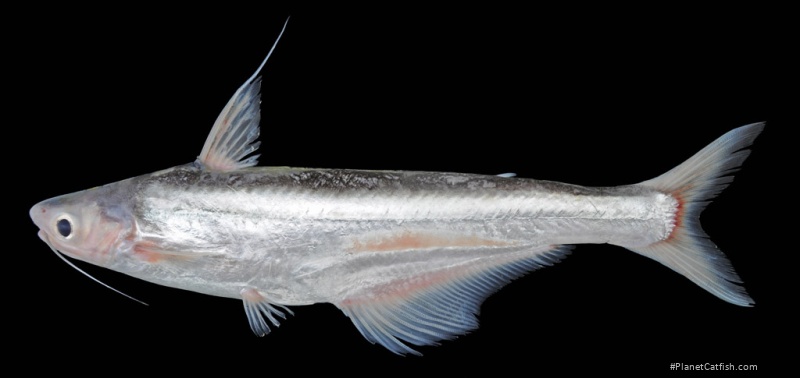 Pangasius macronema