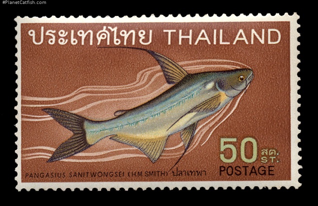 Pangasius sanitwongsei