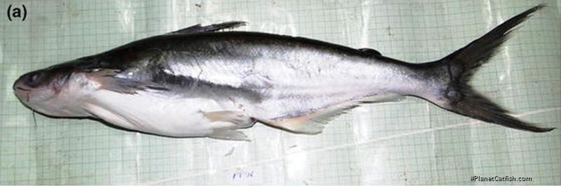 Pangasius silasi
