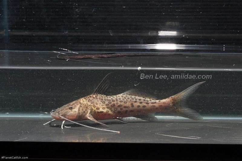 Aguarunichthys cf. tocantinsensis